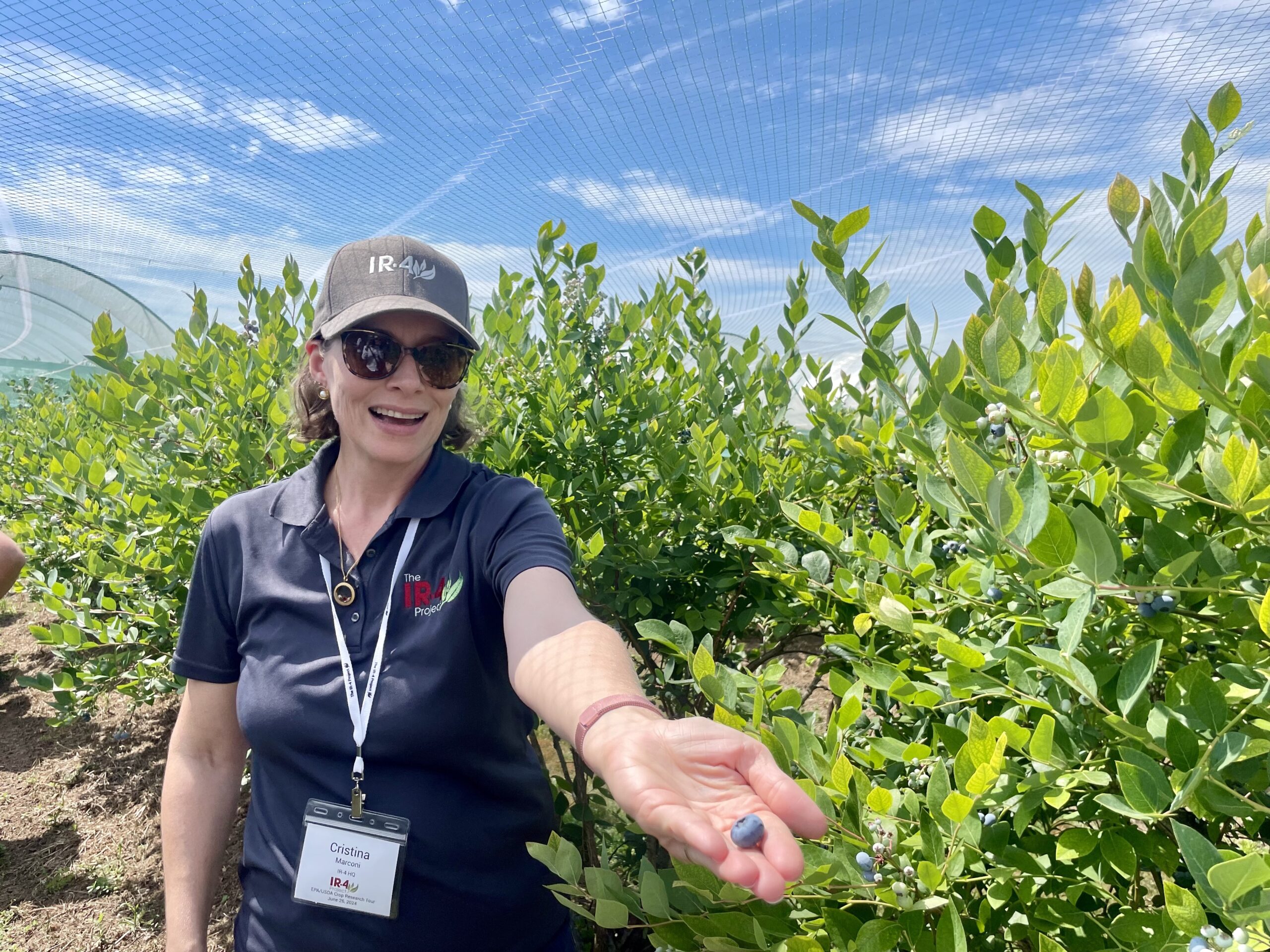 IR-4 Study Director, Cristina Marconi, picks blueberries at Griest Orchards.